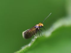 Micropterix calthella